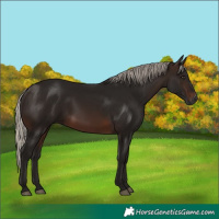 Horse Color:Gray Silver Brown 