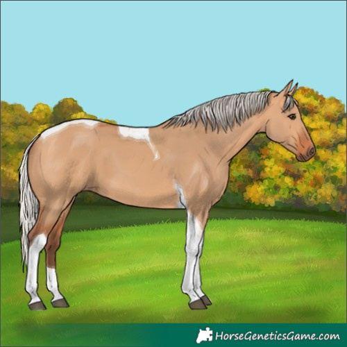 Horse Color:Silver Bay Dun Tobiano 
