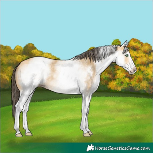 Horse Color:White Spotted Amber Cream Champagne