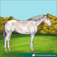 Horse Color:White Spotted Bay Tobiano 