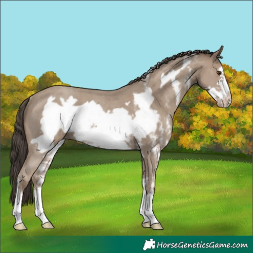 Horse Color:Classic Champagne Sabino Frame Rabicano
