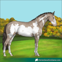 Horse Color:Classic Champagne Sabino Frame Rabicano 
