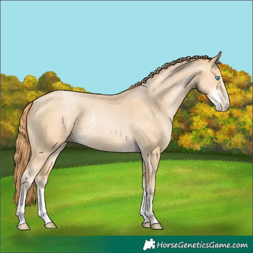 Horse Color:Buckskin Pearl Sabino Rabicano 