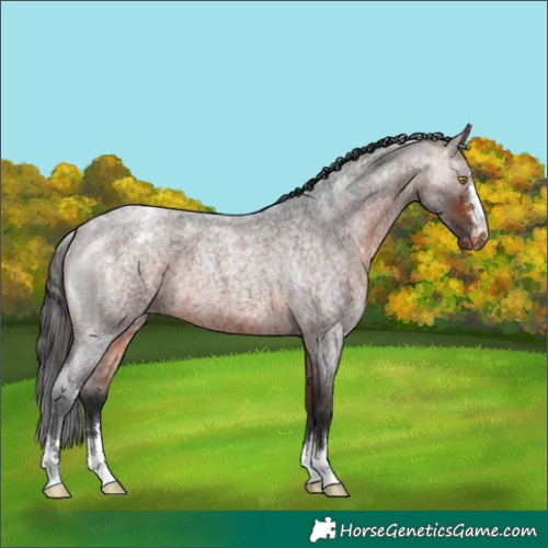 Horse Color:Bay Roan Appaloosa 