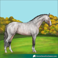 Horse Color:Bay Roan Appaloosa