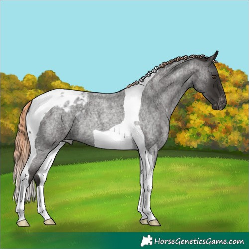 Horse Color:Liver Red Roan Tobiano Appaloosa Rabicano 
