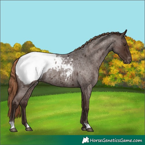 Horse Color:Liver Red Roan Appaloosa Rabicano