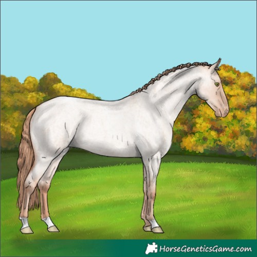 Horse Color:Gold Champagne Roan Dun Appaloosa 
