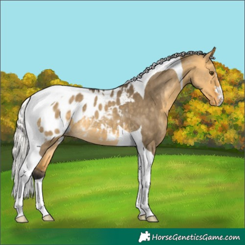 Horse Color:Silver Buckskin Dun Tobiano Appaloosa 