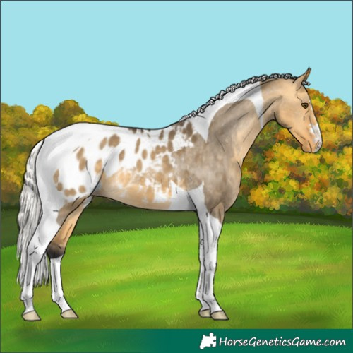 Horse Color:Silver Buckskin Dun Tobiano Appaloosa 