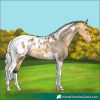 Horse Color:Silver Buckskin Dun Tobiano Blanket