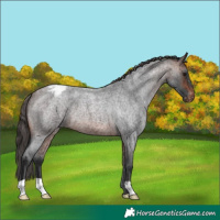 Horse Color:Brown Roan Varnish 