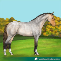 Horse Color:Buckskin Roan Appaloosa Rabicano 