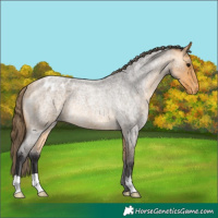 Horse Color:Buckskin Roan Appaloosa Rabicano