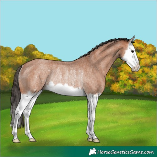 Horse Color:Bay Roan Splash Appaloosa Rabicano 
