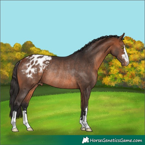 Horse Color:Bay Appaloosa Rabicano 
