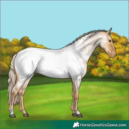 Horse Color:Palomino Roan Dun Appaloosa Rabicano 