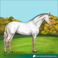 Horse Color:Palomino Roan Dun Appaloosa Rabicano