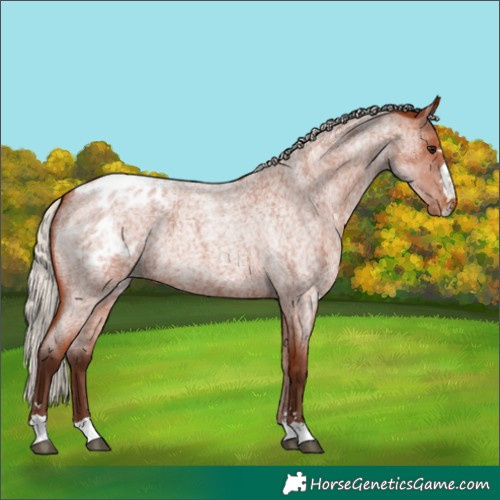 Horse Color:Silver Bay Roan Appaloosa 
