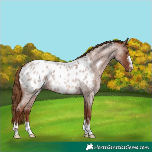 Horse Color:Red Roan Appaloosa 