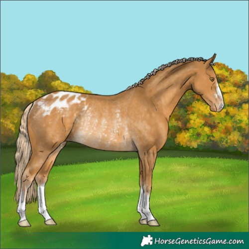 Horse Color:Palomino Appaloosa Rabicano 