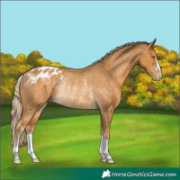 Horse Color:Palomino Appaloosa Rabicano