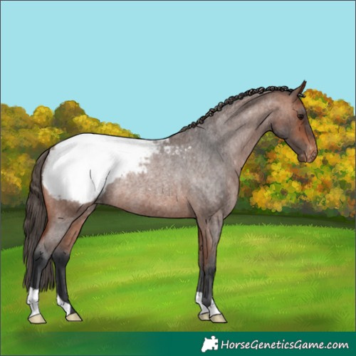 Horse Color:Bay Roan Appaloosa Rabicano