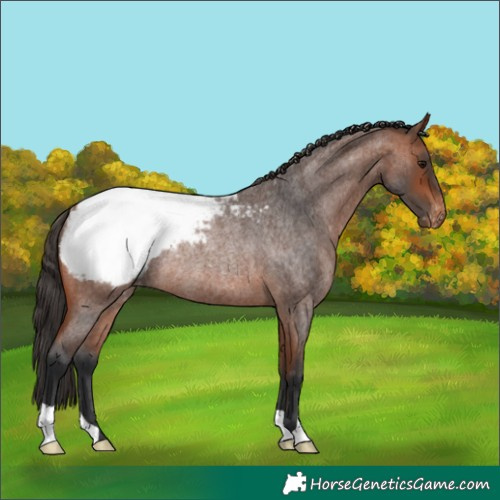 Horse Color:Bay Roan Appaloosa Rabicano 