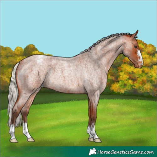 Horse Color:Silver Bay Roan Appaloosa Rabicano 