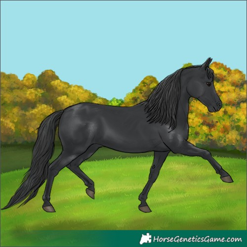 Horse Color:Unknown 