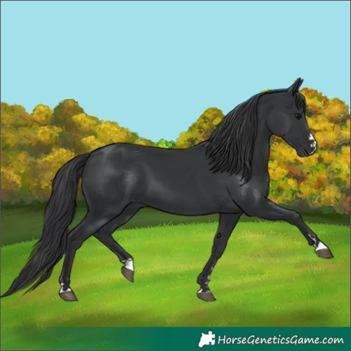 Horse Color:Unknown 