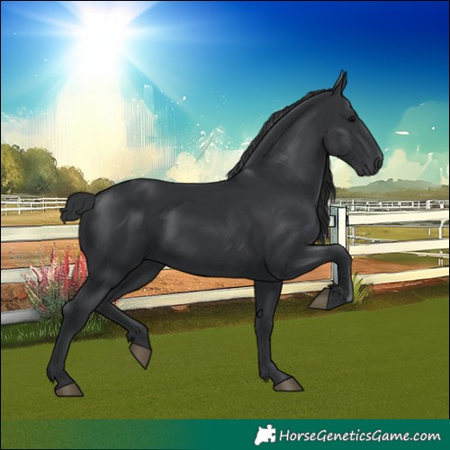 Horse Color:Black 