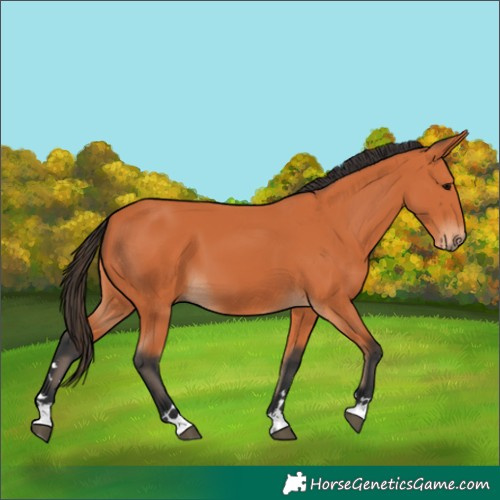 Horse Color:Bay 