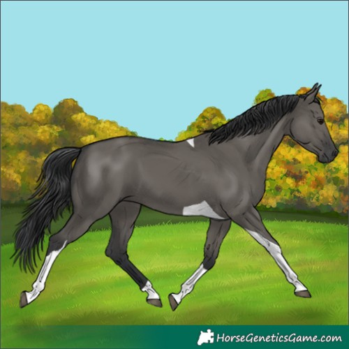 Horse Color:Grullo Tobiano 