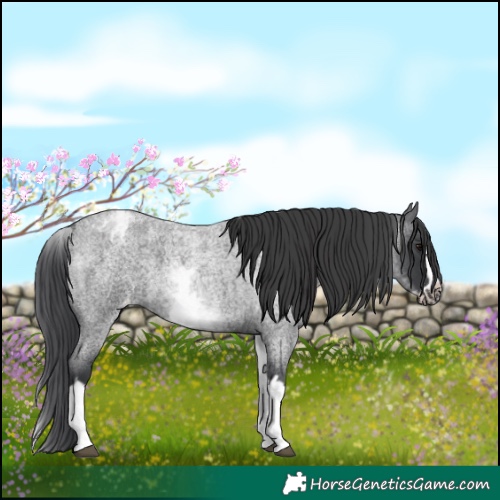 Horse Color:White Spotted Blue Roan Splash Frame Appaloosa 