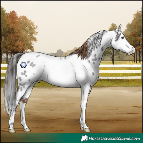Horse Color:White Spotted Liver Red Roan Appaloosa Rabicano  and White Spotted Liver Chestnut Splash Tobiano 