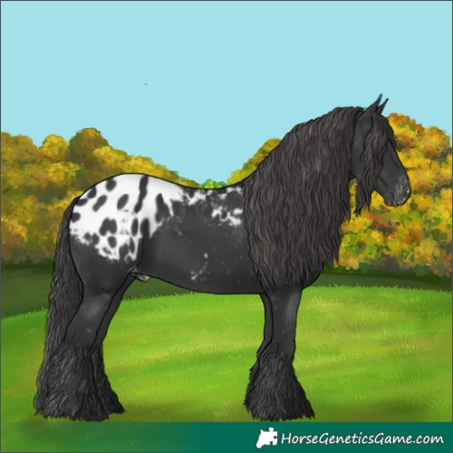 Horse Color:Black Appaloosa