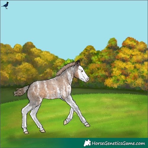 Horse Color:Chocolate Palomino Roan Sabino Splash