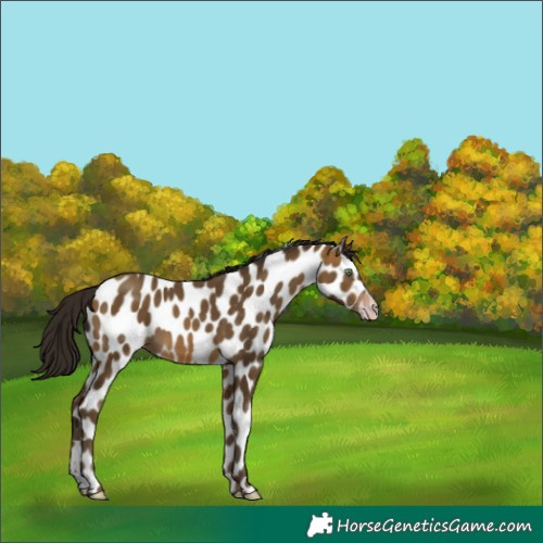 Horse Color:Gray Sable Cream Champagne Appaloosa 