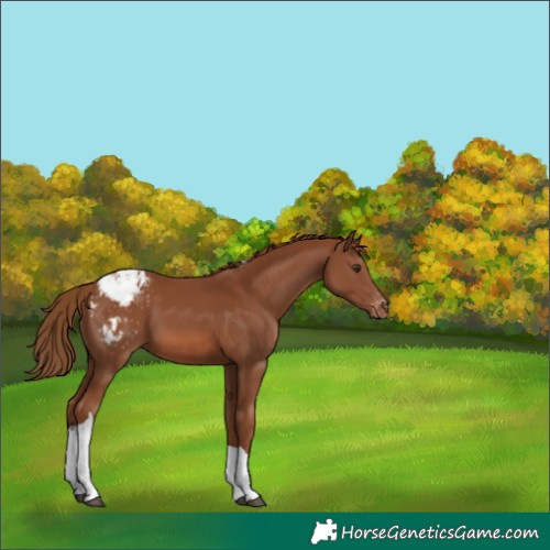 Horse Color:Chestnut Tobiano Appaloosa 