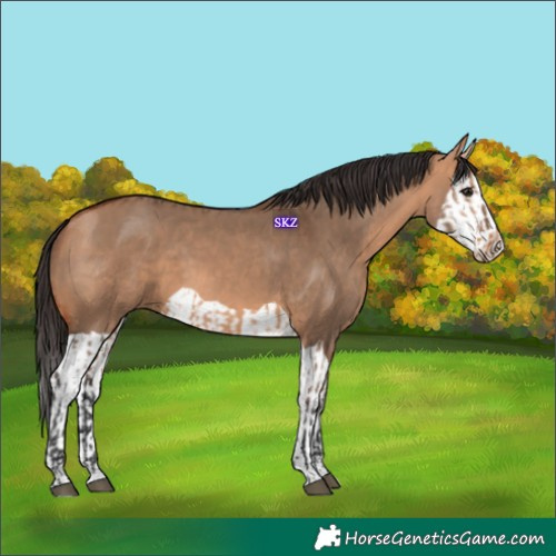 Horse Color:Unknown 