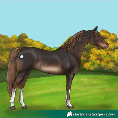 Horse Color:White Spotted Liver Chestnut 