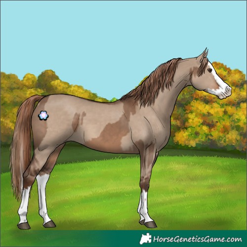 Horse Color:Liver Red Dun  and Liver Red Dun Splash 