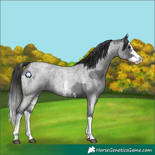 Horse Color:Blue Roan Sabino Splash and Blue Roan Sabino Splash