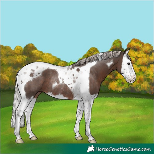 Horse Color:Silver Black Splash Tobiano Rabicano 