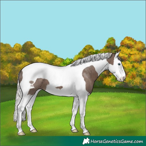 Horse Color:Silver Black Splash Tobiano 