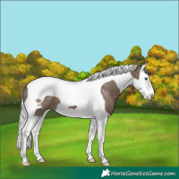 Horse Color:Silver Black Splash Tobiano