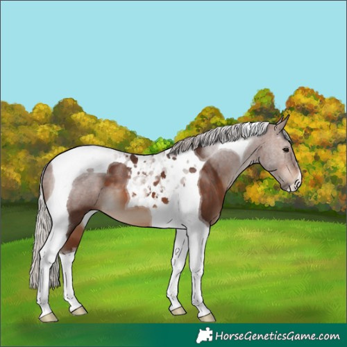 Horse Color:Silver Brown Tobiano 