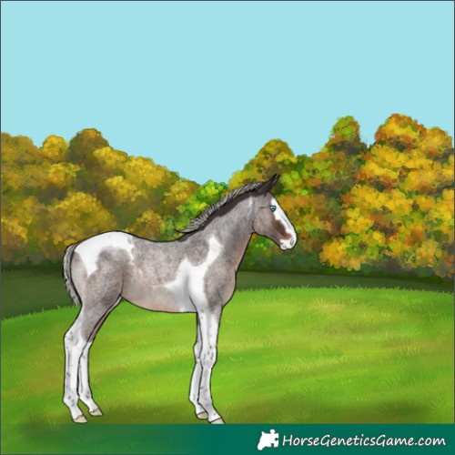 Horse Color:Silver Brown Roan Splash Tobiano