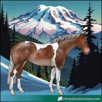 Horse Color:Silver Brown Tobiano Rabicano 